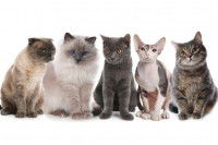 Un groupe de chats de races différentes