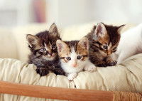 Trois adorables chatons sur un lit