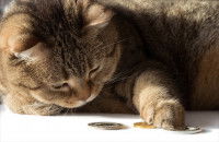 Un chat tabby joue avec des pièces de monnaie