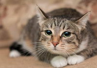 Un chat gris avec un regard triste