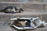 Deux chats abandonnés dorment sur du papier journal dans la rue