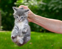 Un homme tient un chaton par la peau du cou
