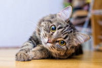 Un chat gris tabby aux yeux jaunes