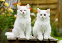 Deux beaux chats blancs à poil long assis sur une palette en bois