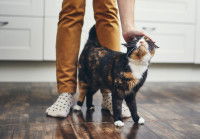 Une chatte tricolore se frotte contre les jambes de son maître