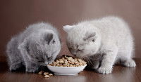 Deux chatons en train de manger des croquettes dans un bol