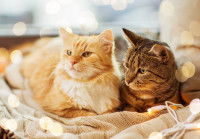 Deux beaux chats allongés côte à côté sur une couverture