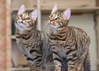 Deux beaux chats gris tabby et brun tabby