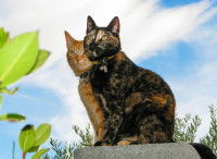 Un chat écaille de tortue et un chat roux côte à côte