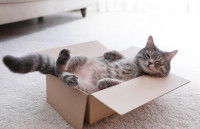 Un gros chat stérilisé installé pépère dans un carton