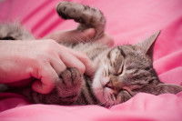 Un chat apprécie d'être caressé par son maître