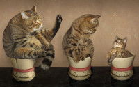 Un chaton, un chat adulte et un chat âgé côte à côte