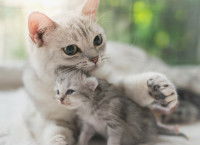 Une chatte tient son chaton entre ses pattes