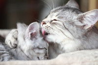 Une chatte fait la toilette de son petit