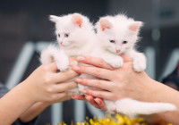 Une personne adopte deux adorables petits chatons blancs