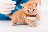 Un vétérinaire fait un vaccin à un chaton roux