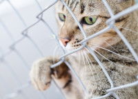 Un chat malheureux enfermé dans une cage