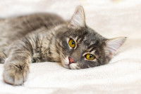Un chat gris tabby aux yeux jaunes allongé sur un lit avec un regard triste