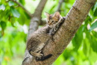 Un chaton un peu foufou en train d'escalader un arbre