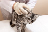 Un vétérinaire examine les oreilles d'un chaton