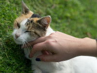 Un chat tricolore sociable accepte d'être caressé par une femme inconnue