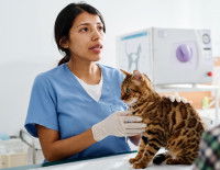 Un Bengal en train d'être examiné par le vétérinaire.