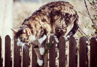 Un chat tabby passant par-dessus une barrière en bois.