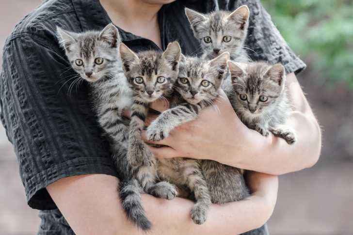 Comment Eviter Les Arnaques Dans Les Annonces De Vente Ou Don De Chat
