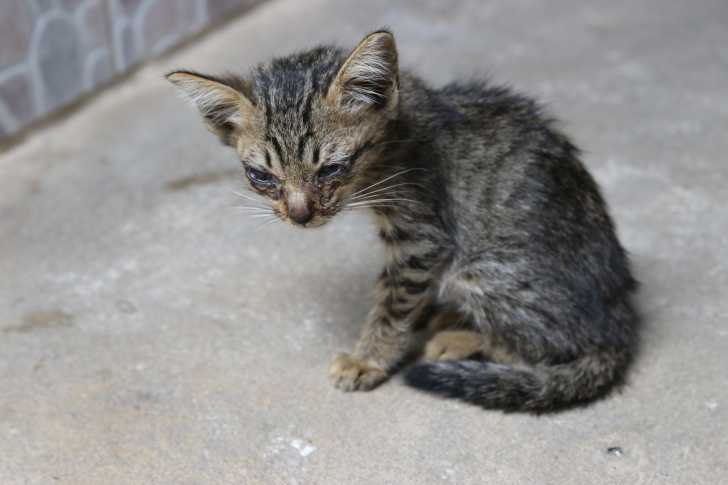 Comment Eviter Les Arnaques Dans Les Annonces De Vente Ou Don De Chat