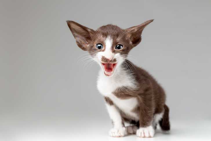 Comment Eviter Les Arnaques Dans Les Annonces De Vente Ou Don De Chat