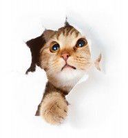 Un chat passant à travers d'un carton blanc