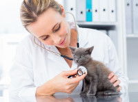 Une vétérinaire écoutant la respiration d'un chaton