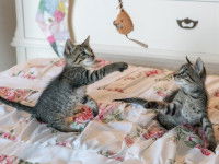 Deux petits chatons tigrés en train de jouer avec un jouet suspendu