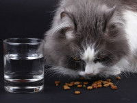 Un gros chat à poil long mangeant des croquettes sur une table