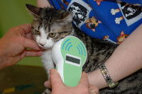 Une personne en train de lire les informations de la puce électronique d'un chat grâce à un lecteur de puce.