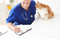 Un vétérinaire en train d'écrire un document avec un chat roux et blanc à ses côtés.