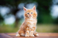 Un chaton Maine Coon roux est assis dehors