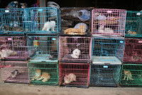 Des chats enfermés dans des cages