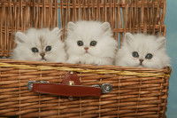 Trois chatons Persans dans une malle en osier