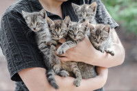 Une femme tient plusieurs chatons dans ses bras