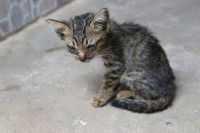 Un chaton malade assis sur le sol