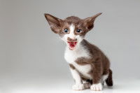 Un chaton Siamois Oriental