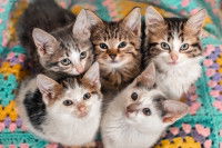 Cinq chatons assis par terre regardent l'objectif