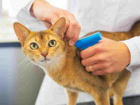 Faire identifier son chat
