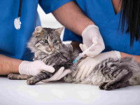 Faire vacciner son chat