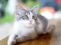 Déclarer son chat à son assurance
