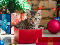 Un petit chaton dans un paquet cadeau de Noël