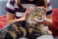 Une femme fait un câlin à son chat tigré