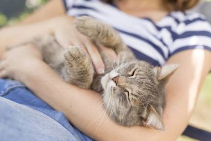 Offrir un chat en cadeau (Noël, anniversaire), une bonne idée ?