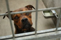 Tous les animaux de refuge sont dangereux